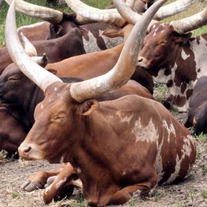 WS Animal Nations - 31.jpg